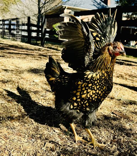 GLW Bouncing Back | BackYard Chickens - Learn How to Raise Chickens