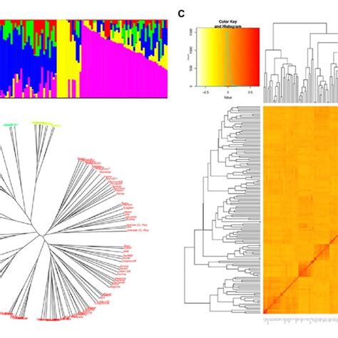 Genetic Diversity Of The Wheat Lines A Population Structure