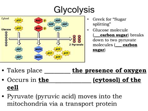 Cellular Respiration Chapter 8 Starr Biology Book Ppt Download