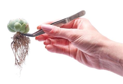 Mujer Sosteniendo Echeveria Suculenta Planta De Corte Arraigada Con