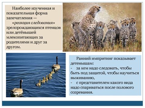 Импритинг - online presentation