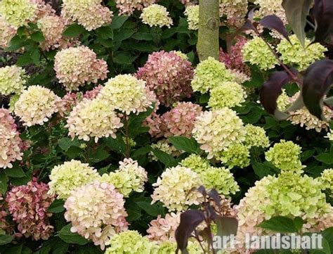 Гортензия метельчатая "Pastel green" (Пастель грин) - купить в ...