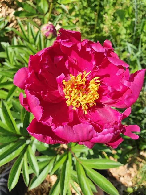 Купить пион Макинак гранд в Минске, Беларуси