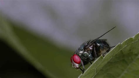 Natural Fly Repellents That Work And Keep Flies Away - Pest Pit