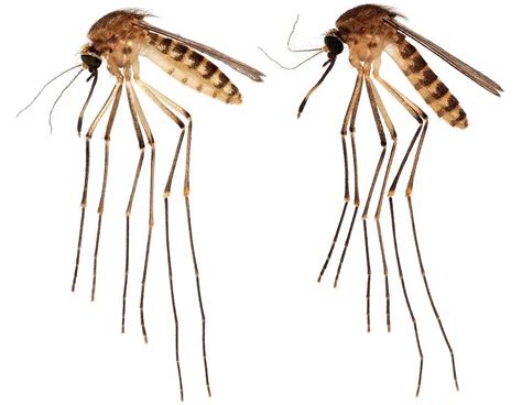 Invasion Alert Disease Fears Raised Over New Mosquito Species Reported