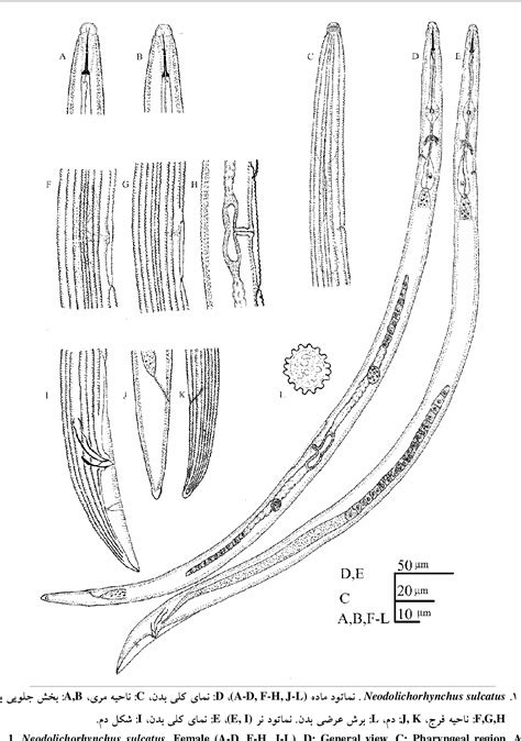 [PDF] SOME SPECIES OF PLANT PARASITIC NEMATODE FROM IRAN | Semantic Scholar