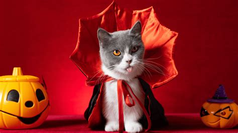 30 Best Halloween Cat Costumes & Accessories in 2024