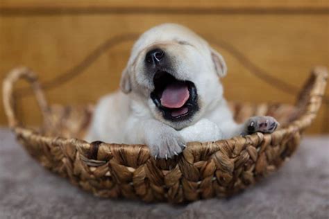 Is A Dog Yawning A Sign Of Stress