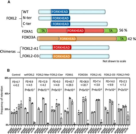 The Fhd Is A Potential Ssrna Binding Domain A Schematic