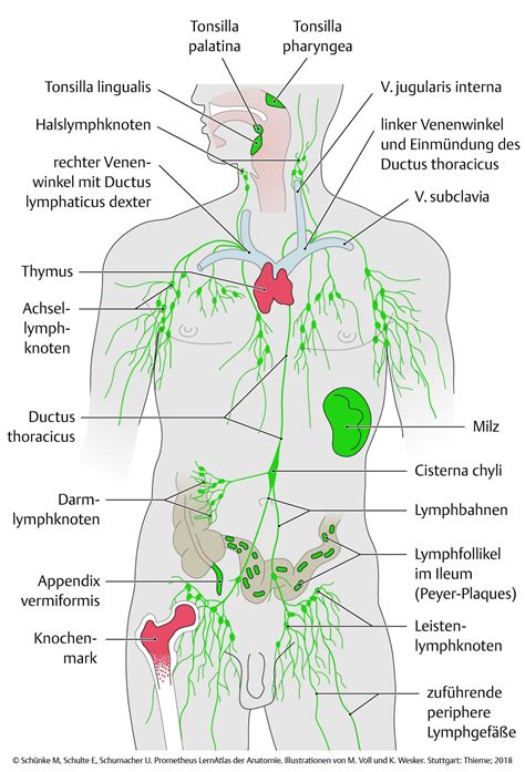 Lymph System Des Menschen Anatomie Anteile Und Funktion Lymphsystem