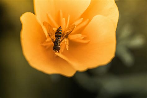 What To Plant Late Summer - PlantopiaHub - Your Ultimate Destination
