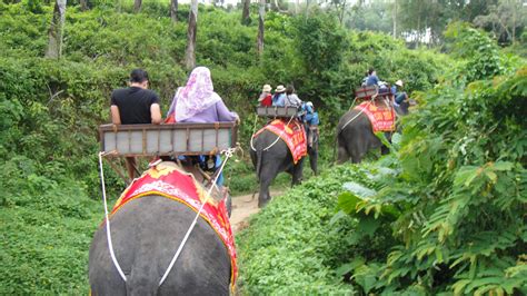 Riding elephants - Phuket, Thailand | Thailand adventure, Phuket, Elephant trekking