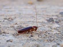 American cockroach - Wikipedia