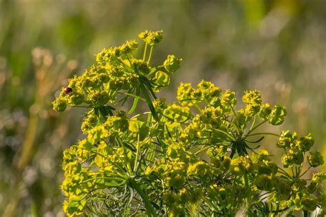 Cypress Spurge Benefits Dosage Side Effects Drug Interactions And