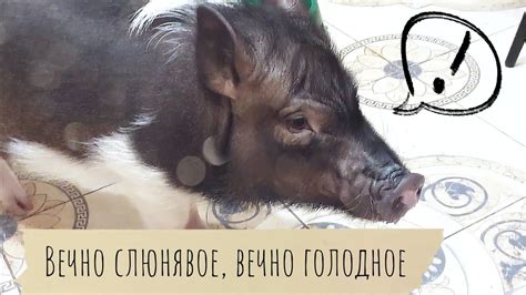 Вечно слюнявое, вечно голодное. - YouTube