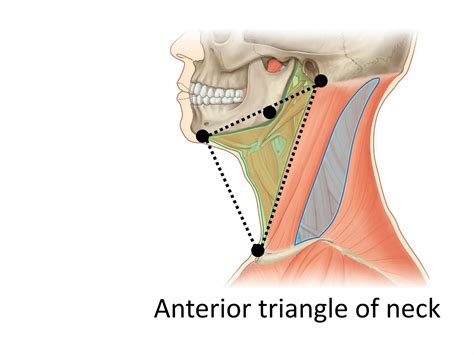 Anterior Triangle Of Neck Ppt