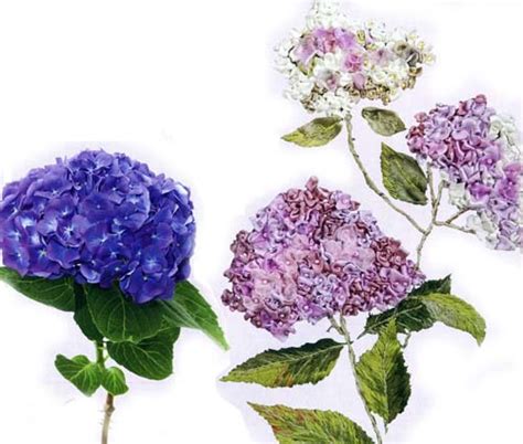 Вышивка лентами: Гортензия — Рукоделие и хобби