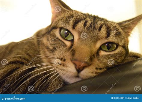 Domesticated Tabby Cat with Coat of Distinctive Stripes Stock Image ...