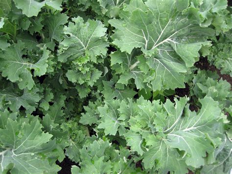 Siberian Kale