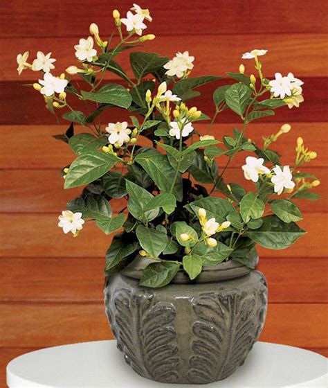 17 Types of Jasmine Flowers | Jasmine Plant Varieties