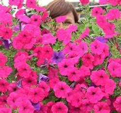 Профессиональные семена цветов и овощей semki-olga.ru - Петуния Тайдал ...