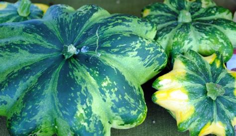 Flying Saucer Patty Pan Squash Recipe From Slice Of Heaven Farm