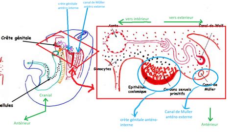 Migration Des Cellules Germinales Primordiales Ue Histologie