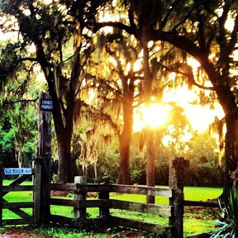 Sun Shining Through Trees in Brunswick, Georgia