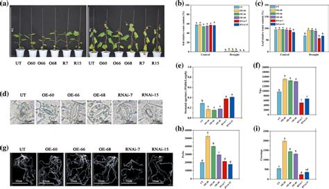 Plant Phenotypes Soil Relative Water Content Leaf Relative Water