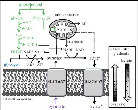 Theoretical Model Showing Three Possible Mechanisms Of Lactate