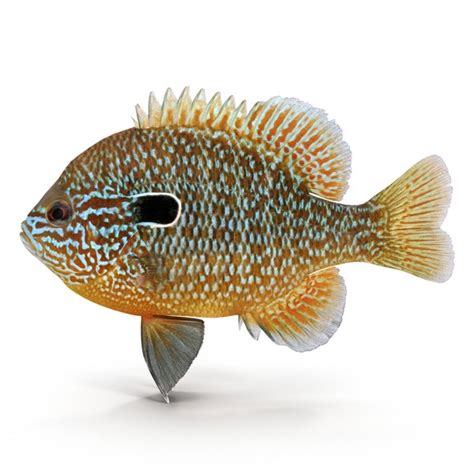 Longear Sunfish Fish X