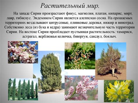 Сирийская Арабская Республика - презентация онлайн