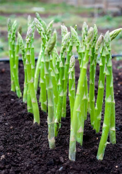 21 Best French Vegetables To Grow In Your Garden