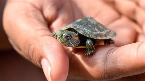 Red Eared Slider Care Sheet A Beginner S Care Guide