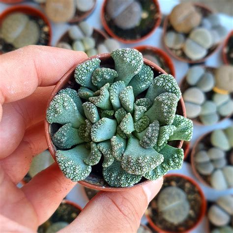 Titanopsis Calcarea