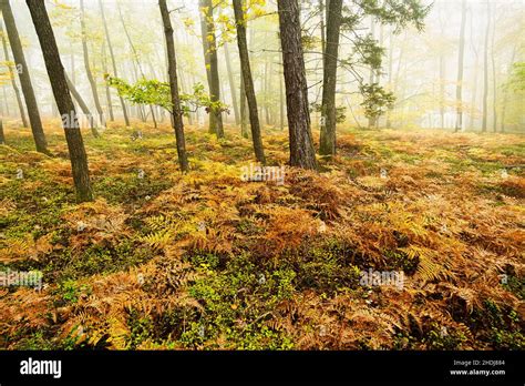 Fall Colors Deciduous Forest Fern Deciduous Forests Ferns Stock