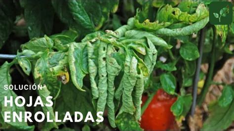 Por qué las hojas de tu planta se doblan hacia abajo Descubre la