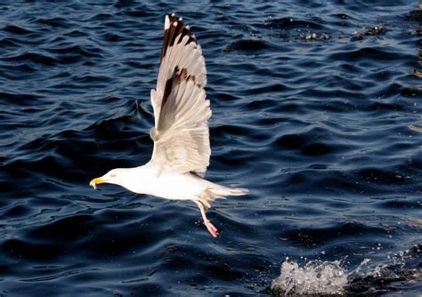 Free Images Bird Wing Seabird Flying Fly Seagull Gull Flight