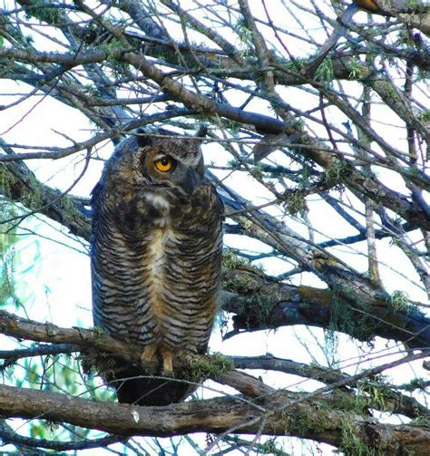 Great Horned Owl California Great Horned Owl Owl Beautiful Birds