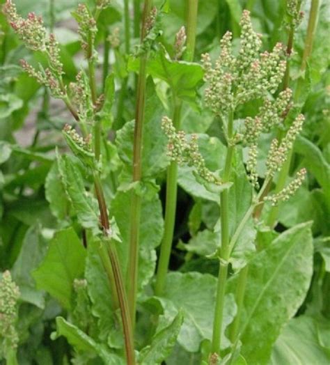 Билка киселец - как и какво се лекува с нея - Билка.инфо | Herbs, Food ...