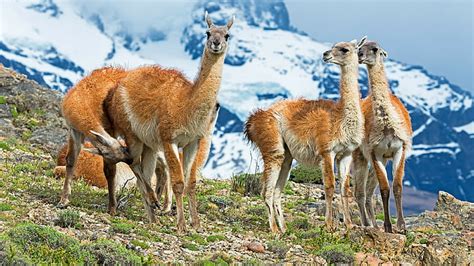 Hd Wallpaper Llama Mountain Animal Themes Mammal Animal Wildlife