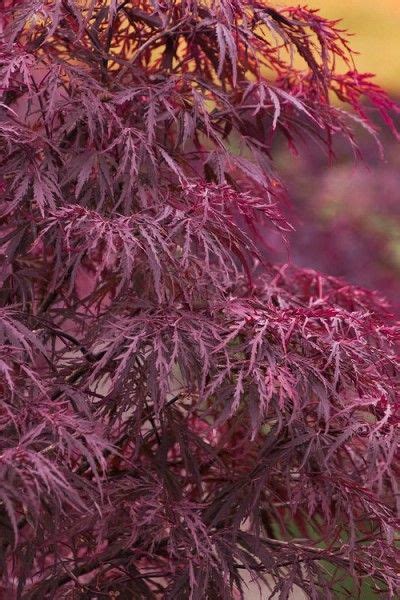 Buy Red Dragon Dwarf Japanese Maple Free Shipping 3 Gallon Pot For