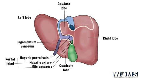 Portal Triad: Essential Structures and Associated Diseases - WOMS