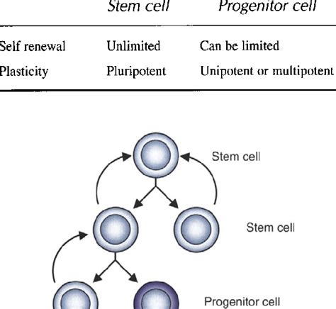 Characteristic of Stem Cells and Progenitor Cells | Download Table