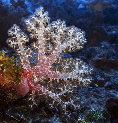 Madang Ples Bilong Mi Dendronephthya Roxasia