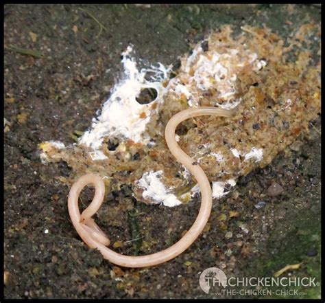 List 105 Pictures Pictures Of Worms In Chicken Poop Latest