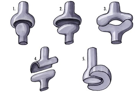 Synovial Joints Joint Stability Pivotal Physio