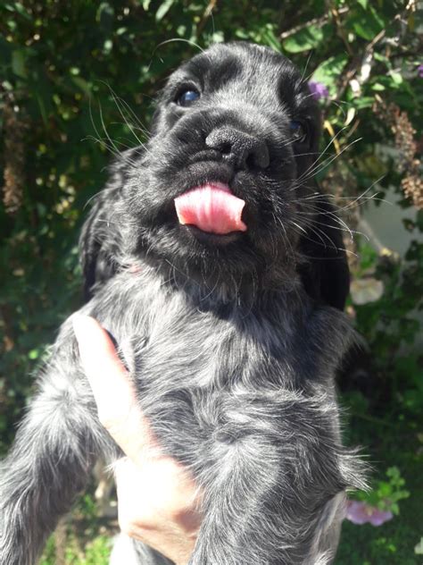 Elevage de la rivière d opale eleveur de chiens Cocker Spaniel Anglais