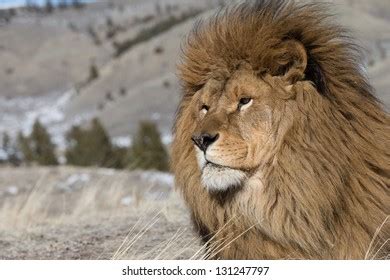 Extinct Wild Atlas Mountain Lion Stock Photo 161656559 | Shutterstock