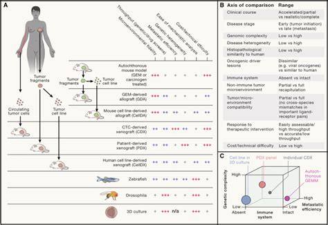 Preclinical Models For Drug Discovery For Metastatic Disease Cell